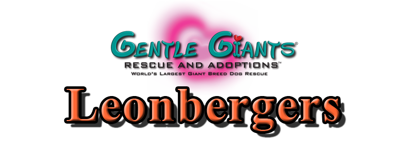 Leonbergers at Gentle Giants Rescue and Adoptions